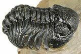 Detailed Phacopid (Morocops) Trilobite - Foum Zguid, Morocco #363155-2